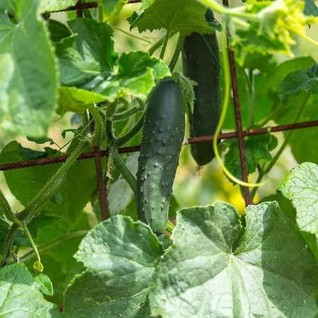 Dom wakacyjny Pilati *